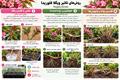 معرفی و شرایط نگهداری وایگلا (Weigela florida)؛ آبیاری، نور و هرس